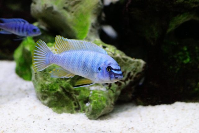 Labeotropheus fuelleborni Membe Island