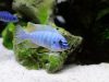 Labeotropheus fuelleborni Membe Island