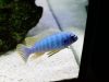 Labeotropheus fuelleborni Membe Island