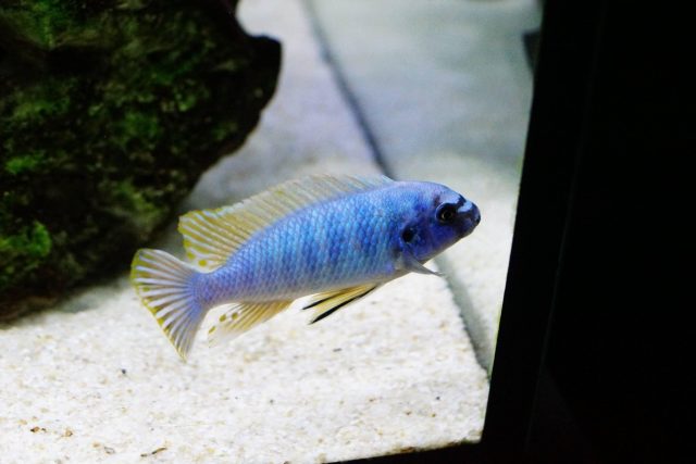 Labeotropheus fuelleborni Membe Island