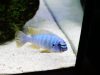 Labeotropheus fuelleborni Membe Island