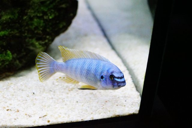 Labeotropheus fuelleborni Membe Island