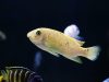 Labeotropheus fuelleborni Membe Island (O samice)