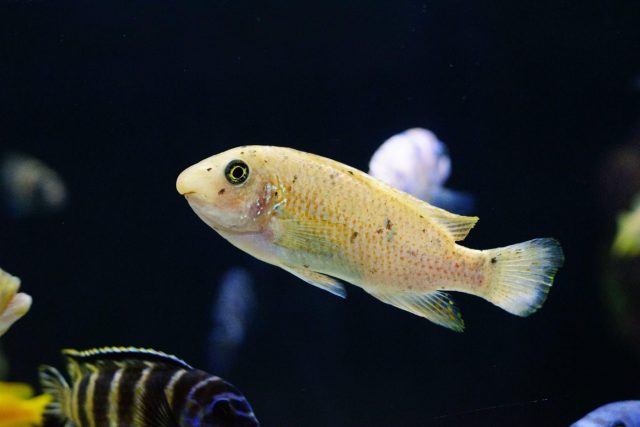 Labeotropheus fuelleborni Membe Island (O samice)