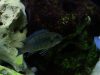 Labeotropheus fuelleborni Membe Island (samice)