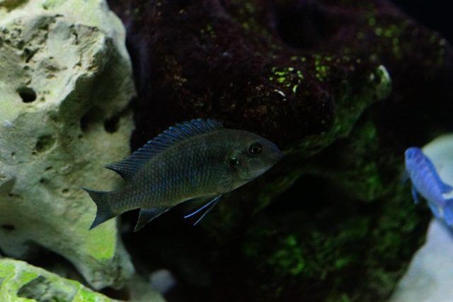 Labeotropheus fuelleborni Membe Island (samice)