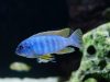Labeotropheus fuelleborni Membe Island