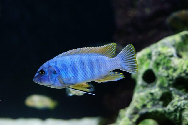 Labeotropheus fuelleborni Membe Island