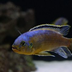 Petrotilapia genalutea