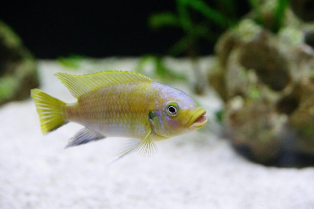 Petrotilapia flaviventris Undu Reef