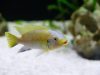 Petrotilapia flaviventris Undu Reef