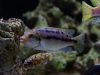Petrotilapia flaviventris Undu Reef (samice)