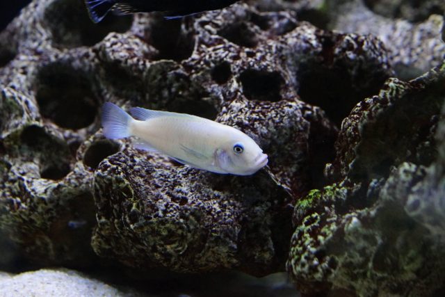 Metriaclima callainos Nkanda (samice)