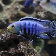 Petrotilapia genalutea