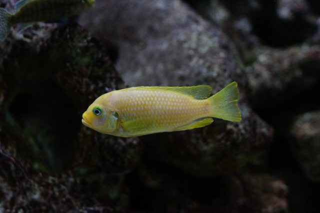 Metriaclima sp. 'msobo heteropictus‘ (samice)