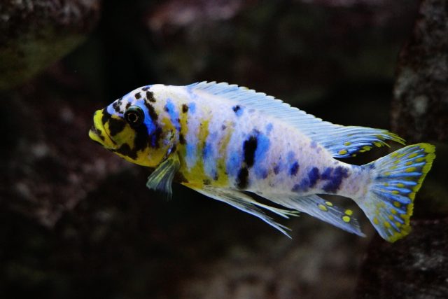 Metriaclima fainzilberi Nkanda (MC samec)