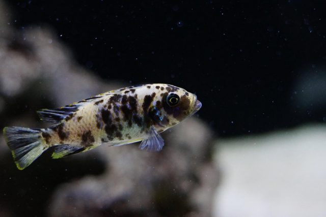 Metriaclima fainzilberi Nkanda (OB samice)