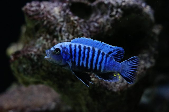 Metriaclima sp. 'msobo heteropictus‘ (samec)
