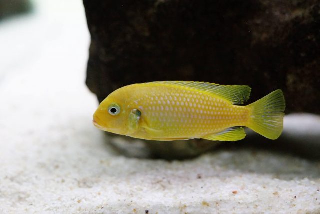 Metriaclima sp. 'msobo heteropictus‘ (samice)