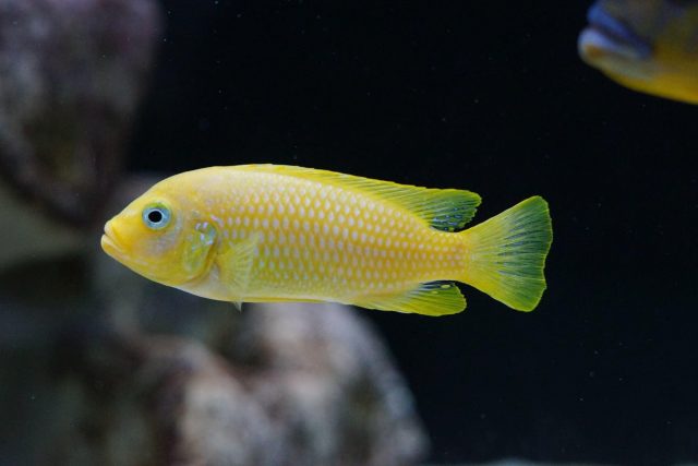 Metriaclima sp. 'msobo heteropictus‘ (samice)