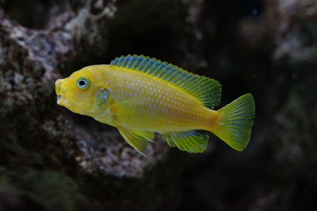 Metriaclima sp. 'msobo heteropictus‘ (samice)