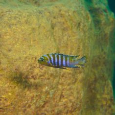 Cynotilapia sp. ‚lion‘