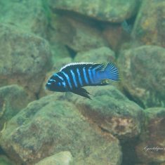 Cynotilapia zebroides