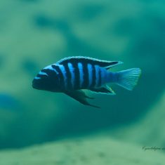 Cynotilapia zebroides