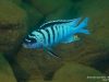 Metriaclima fainzilberi