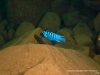 Metriaclima fainzilberi Hai Reef