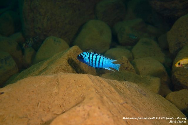 Metriaclima fainzilberi Hai Reef