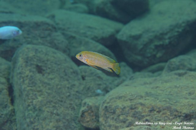 Metriaclima sp. ,kingsizei lupingu' (samec)
