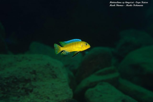 Metriaclima sp. ,kingsizei lupingu' (samec)