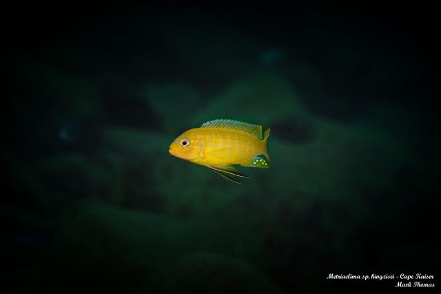 Metriaclima sp. ,kingsizei lupingu' (samec)