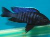 Copadichromis sp. ‚kawanga‘