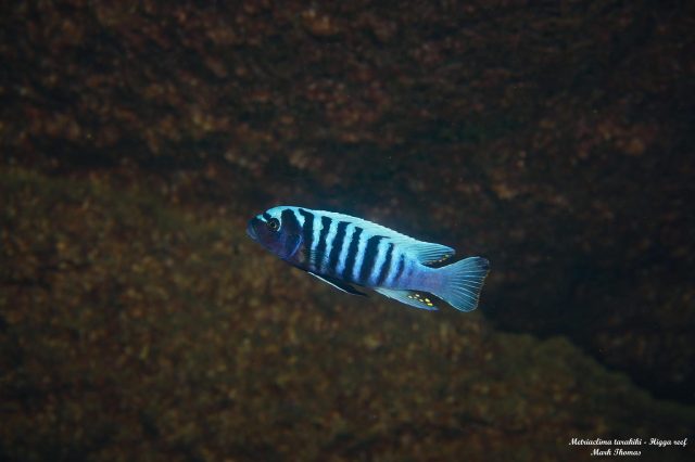 Metriaclima tarakiki
