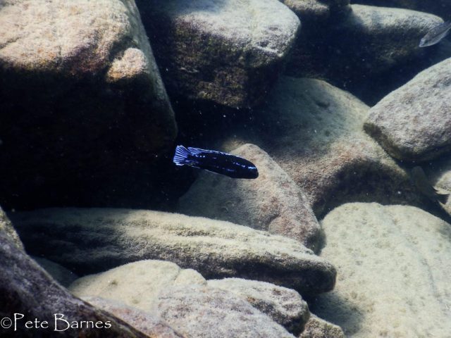 Pseudotropheus johannii