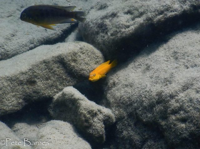 Pseudotropheus johannii Border (samice)