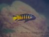 Metriaclima sp. ,elongatus‘