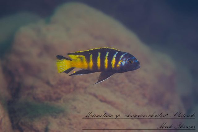 Metriaclima sp. ,elongatus&#8216;