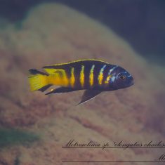 Metriaclima sp. ,elongatus‘
