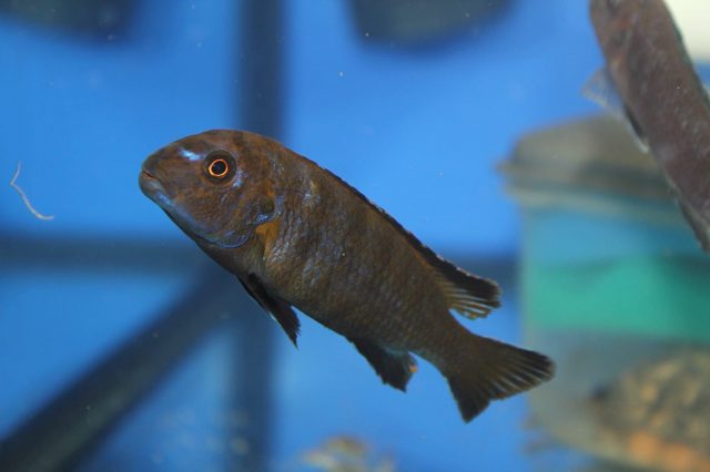 Chindongo sp. 'elongatus nkhata brown' (samec)