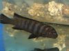 Chindongo sp. 'elongatus nkhata brown' (samec)