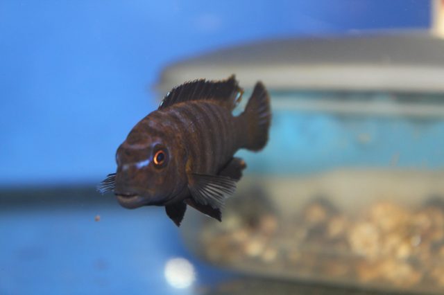 Chindongo sp. 'elongatus nkhata brown' (samec)
