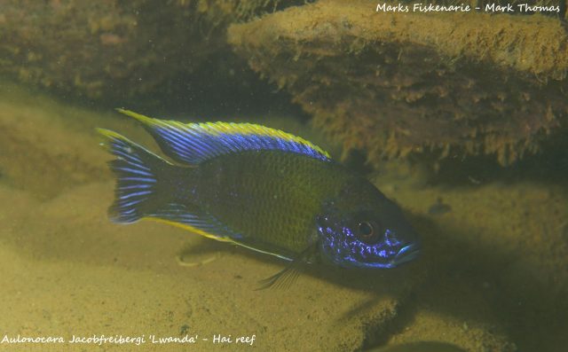 Aulonocara sp. 'lwanda' Hai Reef (samec)