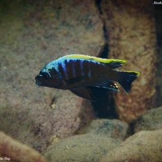 Cynotilapia aurifrons