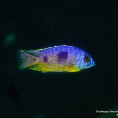 Otopharynx heterodon