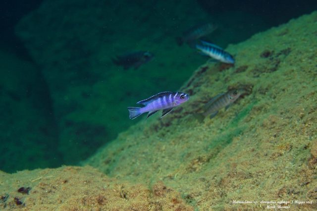 Metriaclima sp. &#8218;elongatus ngkuyo&#8216;
