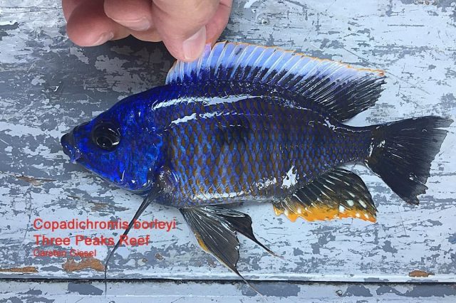 Copadichromis borleyi