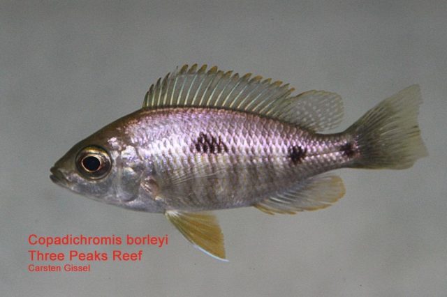 Copadichromis borleyi Three Peaks Reef (samice)